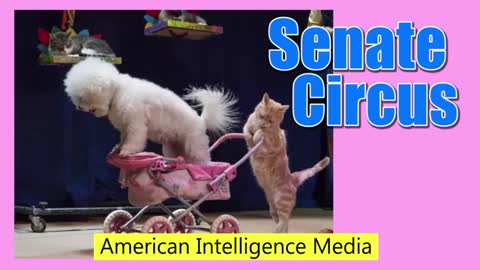 The Senate Judiciary Circus is in Town
