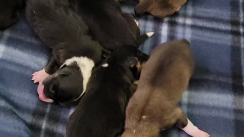 Ripley's Last Litter 1st Video