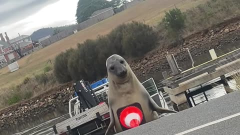Neil The Seal Plays With Traffic Cone