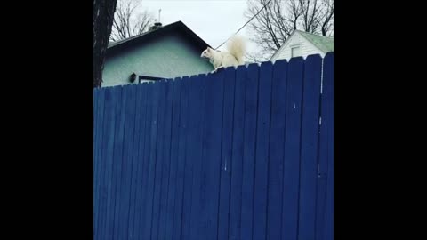 Close- Up of Rare White Squirrel