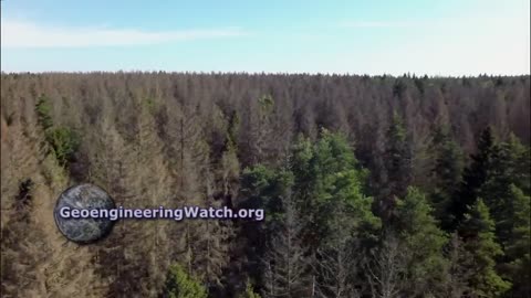 GeoEngineering | Defoliation and Dying Trees
