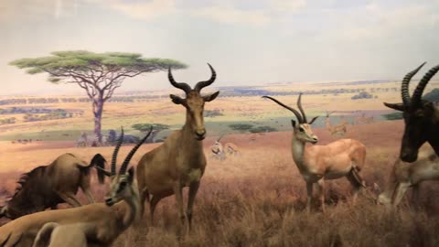 See American History | American Museum Of Natural History New York Akeley Hall Of African Mammals
