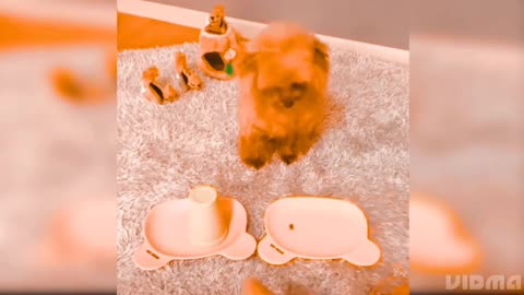 Best Dog Videos! Funniest & Cutest PUPPY Videos 2022! Aw animals