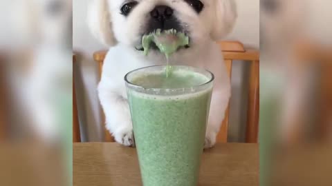 Little Dog Eating A Smoothie