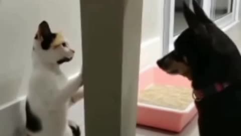 Funny cat