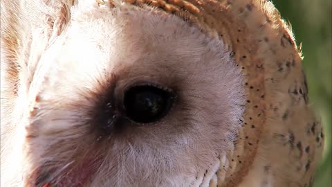 Barn Owls: The Perfect Diet - Video 2 of 5