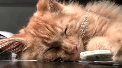 cute cat falling a sleep