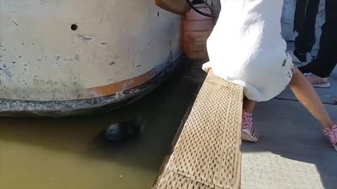 Seal pulled girl into water with force