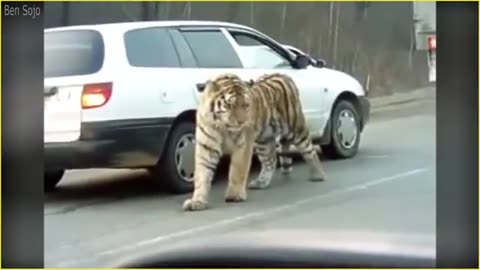20 Terrifying Moments of Wild Animals Roaming The Streets