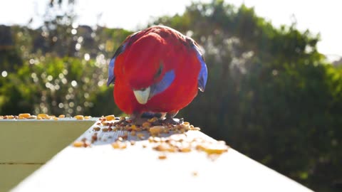 Nature And Wildlife Video – Bird and animal is beautiful creature on our planet