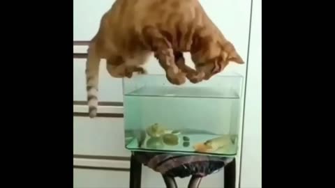 "Fishing Felines: Hilarious Cat vs. Fish Tank Compilation"