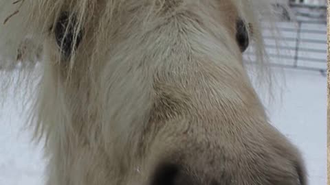 The Ponies In The Snow