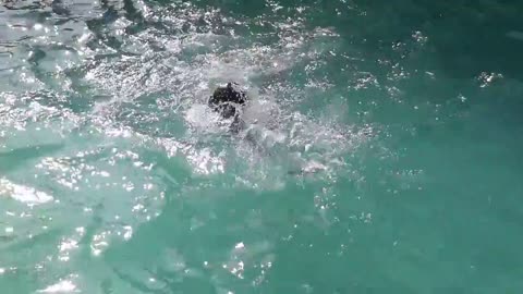 the boy swimming