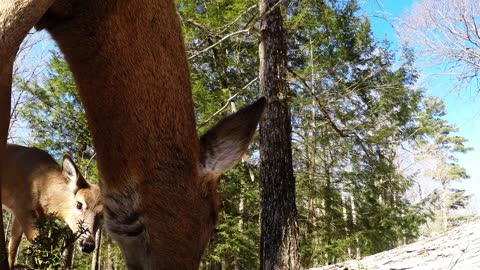 Wild deer trample GoPro, create surprisingly beautiful footage