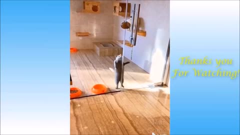 funny jumping cat