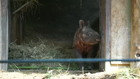 Rhino baby trips during public debut to the world