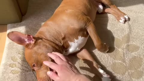 Adorable Dog Pitbull