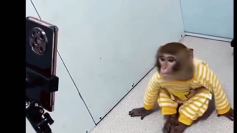 Monkey . Funny