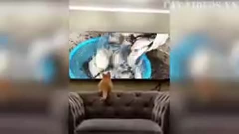 Funny Animal Videos