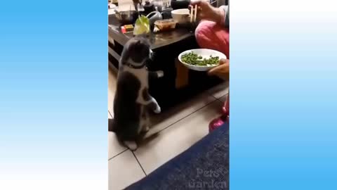 Funny and Cute Cat's Life 👯😺 Cats and Owners are the best friends Videos