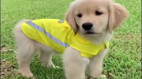 Funniest Cutest Golden Retriever puppies 6 Funny Puppy Videos - Funny Dogs