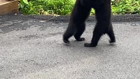 Black Bear Cubs Wrestle on Patio