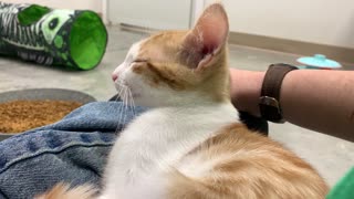 Cuddling with Rumchatta at the shelter