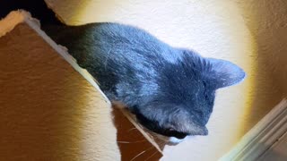 Explorative Kitty Loves Her Secret Wall Hangout