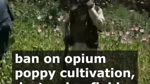 Taliban Cracks Down on Opium Poppy Cultivation in Afghanistan