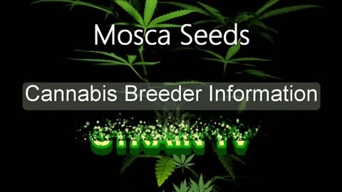 Mosca Seeds - Cannabis Strain Series - STRAIN TV