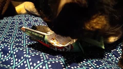 KitKat kitty she loves mint