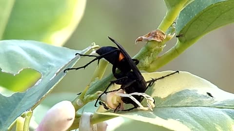 Blue Black Spider Wasp..Anoplius atrox