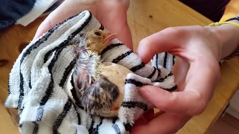 Man helps baby turkey break free from egg