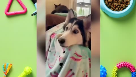 Funniest Husky Videos | Funny and Cute Huskies Compilation | PetsLegends