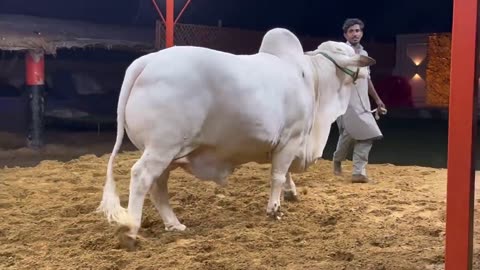 VISIT heavy & beauty full bull unloading for sale season 2024 pakistan