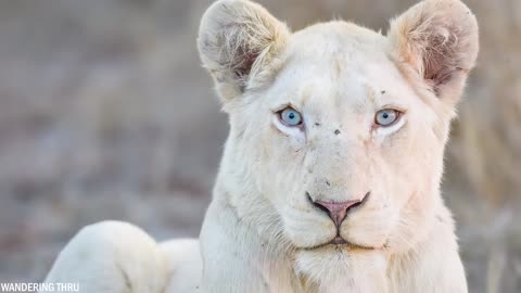 35 Albino Animals That Were Only Seen Once