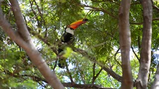 Orange Horned Toucan Stands Alone Looking For Female Company