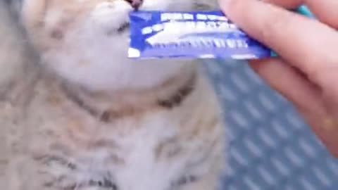 "Choco-No-Go: Keeping Our Feline Friends Safe from Chocolate Temptations"