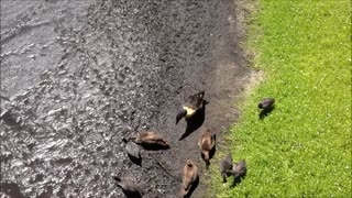 Ducks