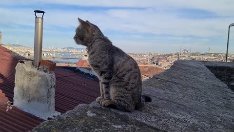 Cute cat chose a place with a view to sleep