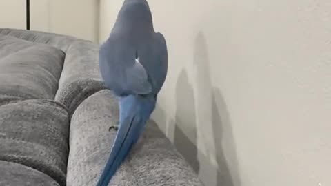 parrot dancing and moves | Rio in the morning