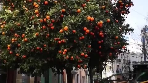 New Technological Instrument for Fruits