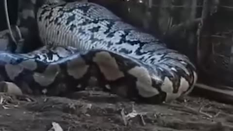Giant python eats whole cow alive in India #viral