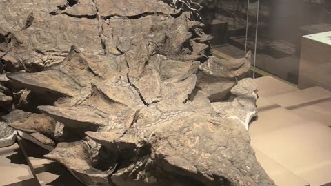 Prehistoric Dinosaur Remains Royal Tyrrell Museum Drumheller