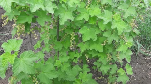 Currant berries appeared