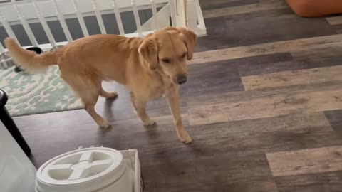 Dog Figures Out What To Do With His New Toy