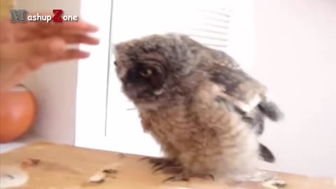 Owl - A Funny Owls And Cute Owls Compilation || NEWOwl - A Funny