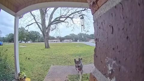 Dog Boops Neighbor's Doorbell