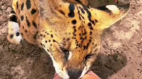 Some lovens from Sebastian the serval 🥰