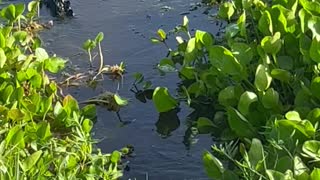 Big Alligator Bellowing